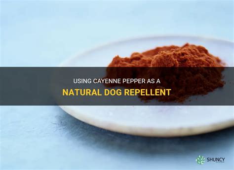 cayenne pepper dog repellent|homemade dog repellent that works.